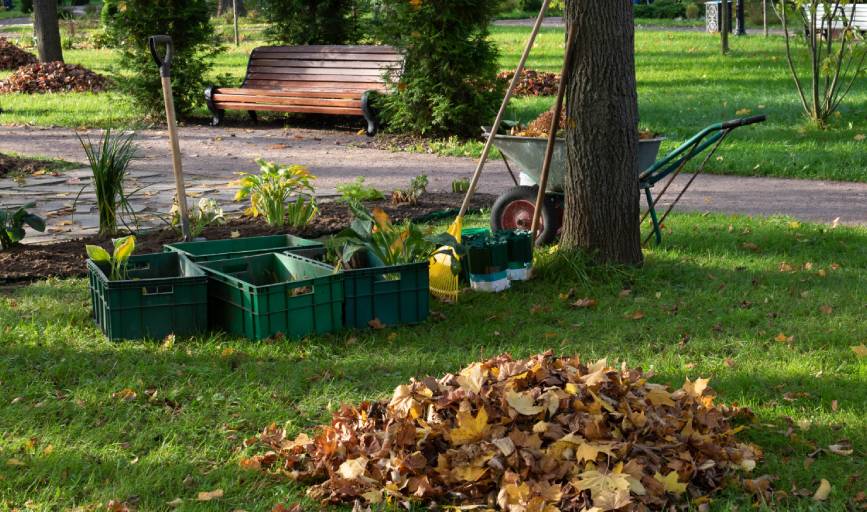 Yard Cleanup